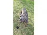 Adopt Schindler a Pit Bull Terrier