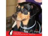 Adopt Patsy a Miniature Pinscher