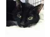 Adopt Rebos a All Black Domestic Shorthair  Mixed cat in Norfolk