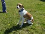 Adopt SHELDON a TanYellowFawn Jack Russell Terrier  Mixed dog in