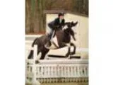 Well proven show horse ready to win