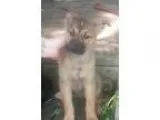 Adopt Speck a Black German Shepherd Dog  Mixed dog in Valparaiso