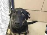 Adopt KAYLA a German Shepherd Dog  Labrador Retriever  Mixed dog