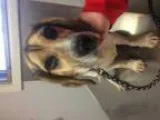 Adopt Susie Q a Beagle Bearded Collie