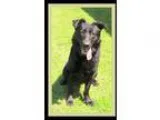 Adopt Shadow - IN TRAINING a Black German Shepherd Dog  Mixed do
