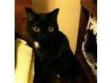 Adopt Matilda a All Black Domestic Shorthair  Mixed (short coat)