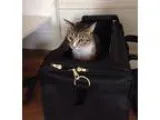 Drummer In Search of working project or near working..Pro s Only