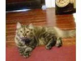 Adopt Kennedy a Brown Tabby Domestic Longhair (long coat) cat in