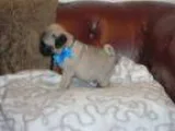 tertev pug puppies