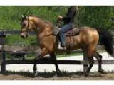 Big and stout Buckskin trail mount with miles of experience