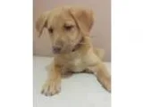 Adopt Cody a RedGoldenOrangeCh estnut Golden Retriever  Flat-Coa
