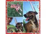 Adopt Rodney a Rat Terrier