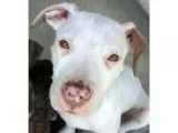 Adopt Chance a Pit Bull Terrier