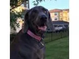 Adopt BABY - Dallas a GrayBlueSilverSal t and Pepper Weimaraner 