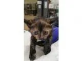 Adopt Jennifer a All Black Domestic Shorthair  Mixed cat in Sant