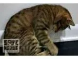 Adopt Luke a Brown Tabby Domestic Mediumhair  Mixed cat in Mendo