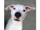 Adopt Comet a Pit Bull Terrier