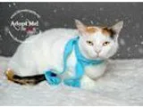 Adopt Mama Clairee a Domestic Short Hair