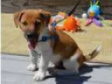 Caring jack russell puppy