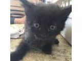 Adopt Delma a All Black Domestic Mediumhair  Mixed cat in Santa 