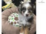 Miniature Aussie