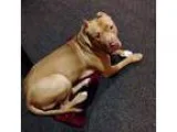 Adopt Pal a Pit Bull Terrier