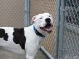 Adopt Dee a White American Pit Bull Terrier  Mixed dog in Manhat
