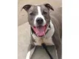 Adopt SAMMY a Pit Bull Terrier  Mixed dog in Sacramento CA (1555
