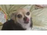 lost female Chihuahua near busch gardens