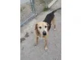 Adopt Leo a Black - with Tan Yellow or Fawn Black and Tan Coonho