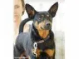 Adopt Sarge a Miniature Pinscher