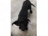 Rusty - Male Miniature Pinscher