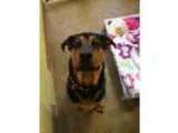 Adopt Loki a Rottweiler  Mixed dog in Canon City CO (15562698)