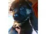 German Shepherd Puppies