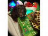 Adopt Merry a Rat