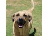 Adopt 60498 Gretchen a TanYellowFawn - with Black Shepherd (Unkn