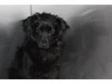 Adopt Jude a Papillon  Mixed dog in Santa Paula CA (15453135)