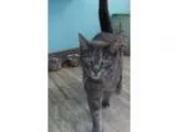 Adopt Jasper a Domestic Shorthair  Mixed (short coat) cat in Orl