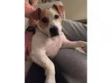 Adopt Elvis a White Jack Russell Terrier  Basset Hound  Mixed do