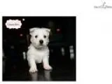 Westie 159118