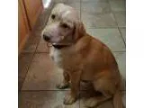Adopt Ozzie a TanYellowFawn - with White Labrador Retriever  Gol