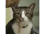 Adopt Max a Brown or Chocolate Domestic Shorthair  Mixed cat in 