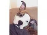 Adopt Hamlet a Boxer Boston Terrier