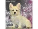 Westie Girl