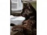 Adopt Chewy at Pet Supplies Plus a Domestic Long Hair-black
