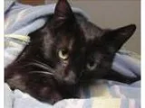 Adopt Liliana a Domestic Longhair  Mixed cat in Escondido CA (15