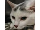 Adopt Winter a White Domestic Shorthair  Mixed cat in Norfolk VA