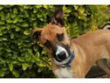 Adopt Tabitha a BrownChocolate - with Black Boxer  Mixed dog in 