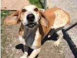 Adopt Orion a BrownChocolate - with White Basset Hound  Coonhoun