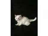 Adopt Harley a White Persian (long coat) cat in Hampton VA (1562